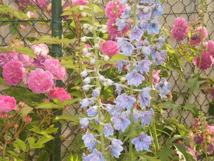 [Foto de planta, jardin, jardineria]