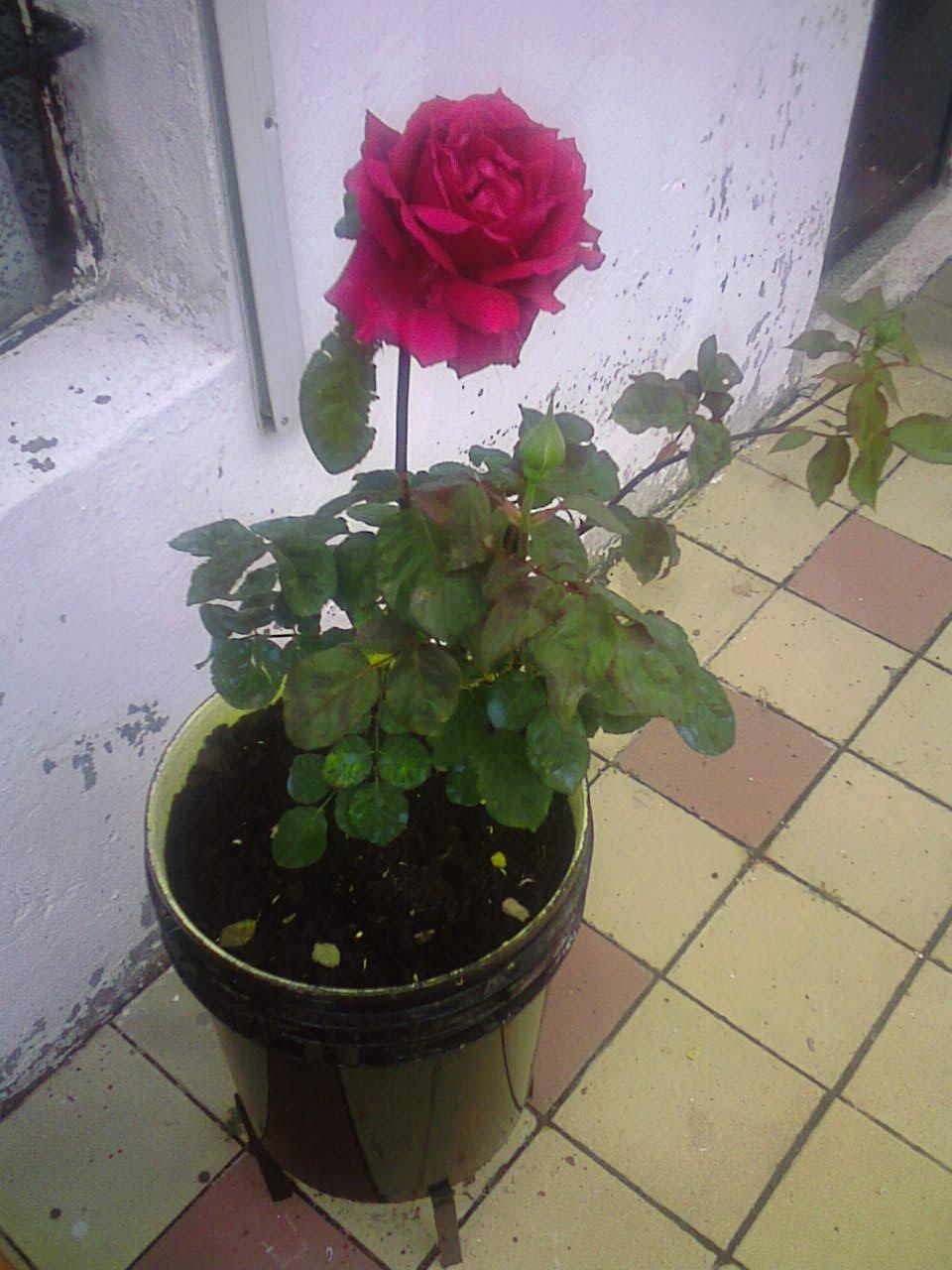 [Foto de planta, jardin, jardineria]