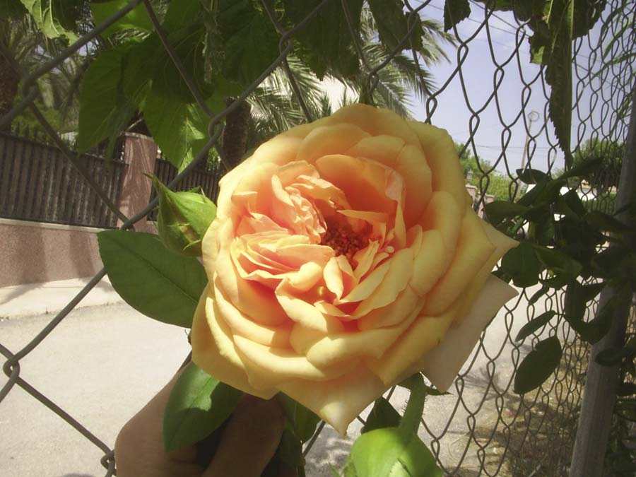 [Foto de planta, jardin, jardineria]