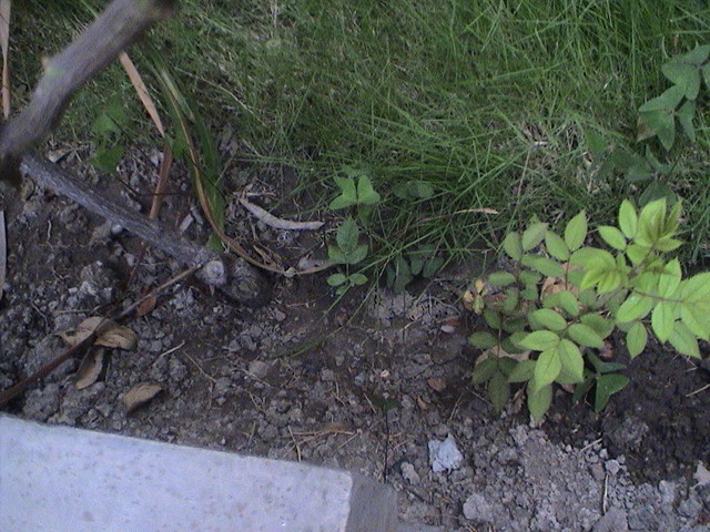 [Foto de planta, jardin, jardineria]