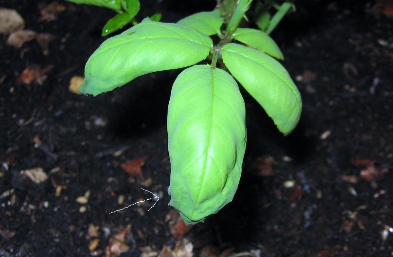 [Foto de planta, jardin, jardineria]