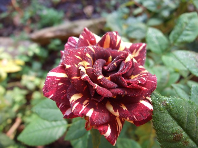 [Foto de planta, jardin, jardineria]