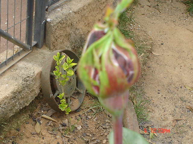 [Foto de planta, jardin, jardineria]