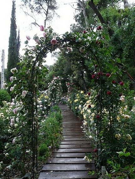 [Foto de planta, jardin, jardineria]