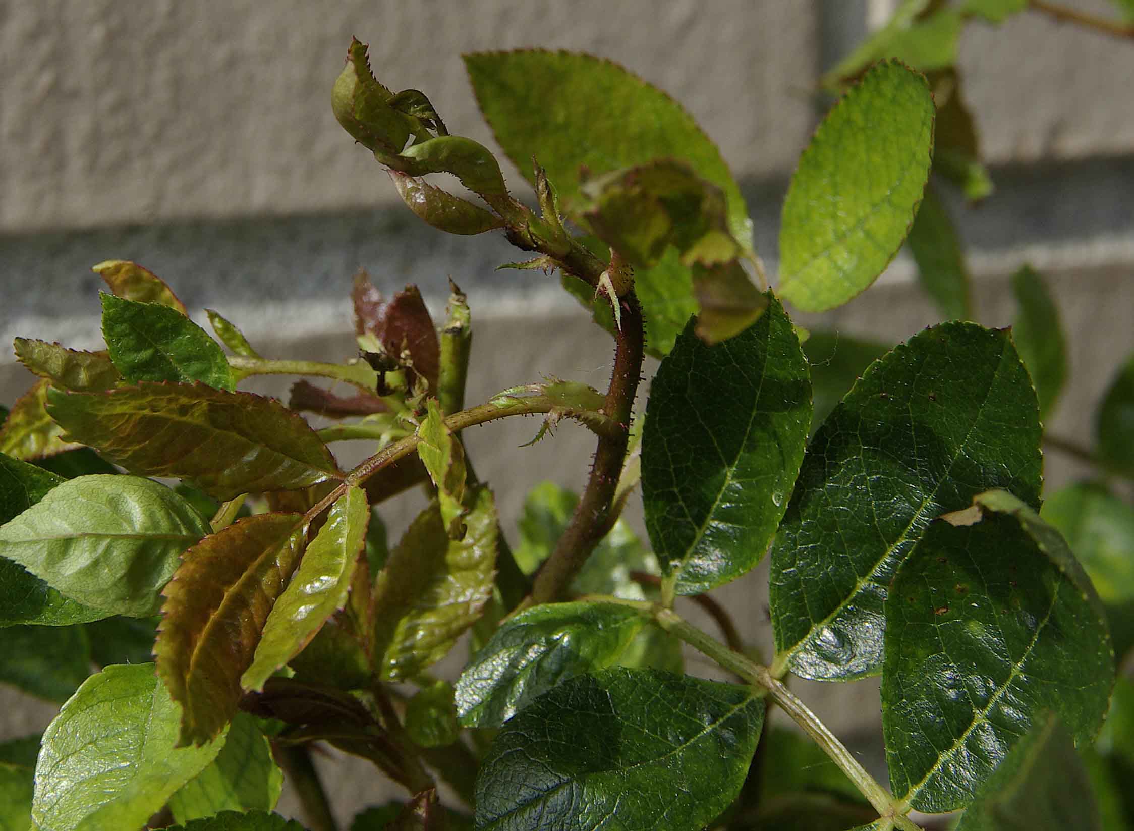 [Foto de planta, jardin, jardineria]