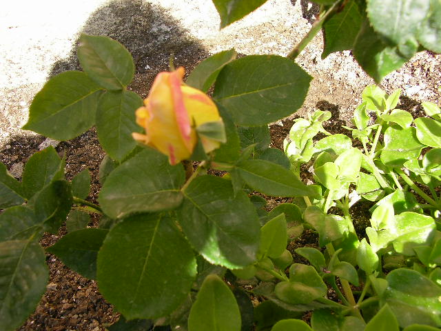 [Foto de planta, jardin, jardineria]
