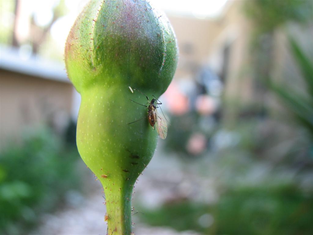 [Foto de planta, jardin, jardineria]