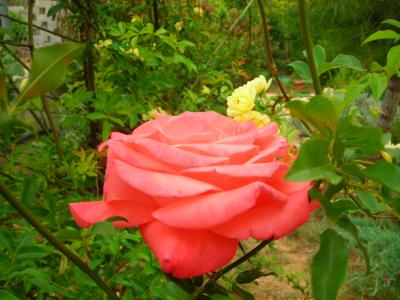 [Foto de planta, jardin, jardineria]