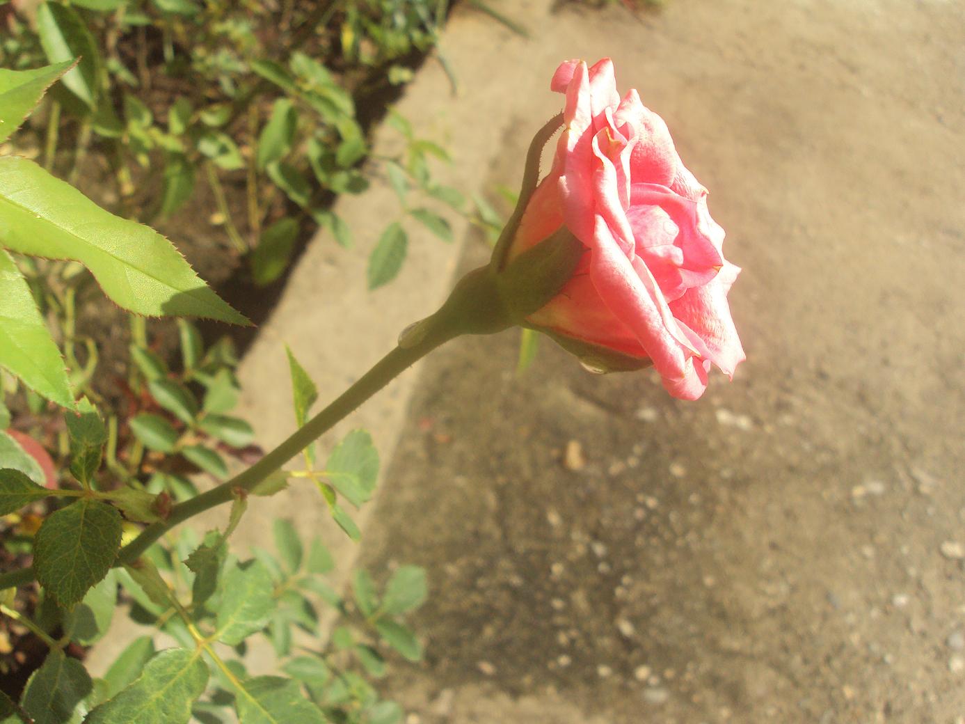 [Foto de planta, jardin, jardineria]