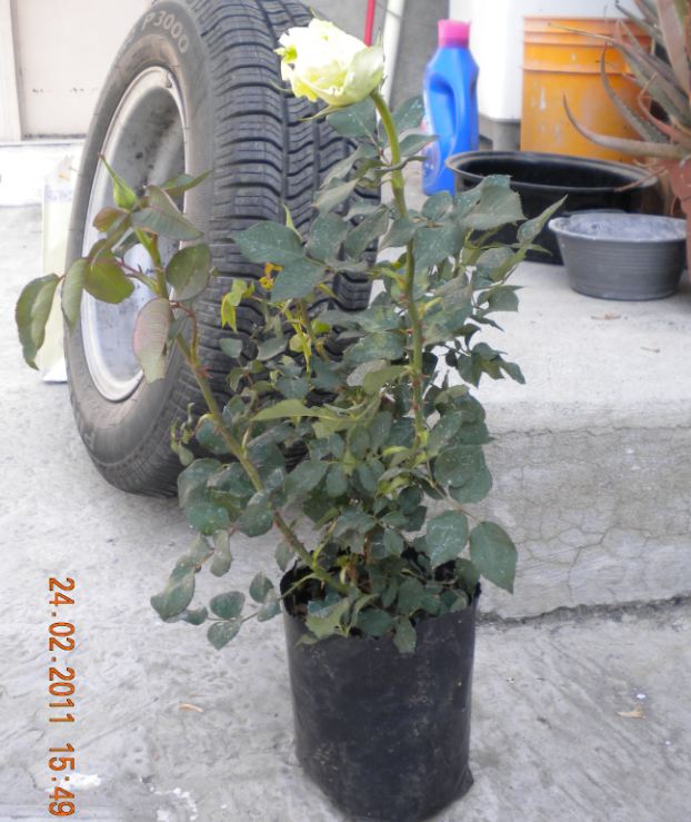 [Foto de planta, jardin, jardineria]