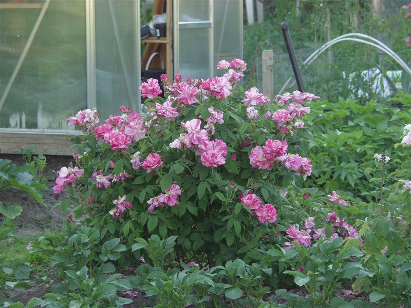 [Foto de planta, jardin, jardineria]