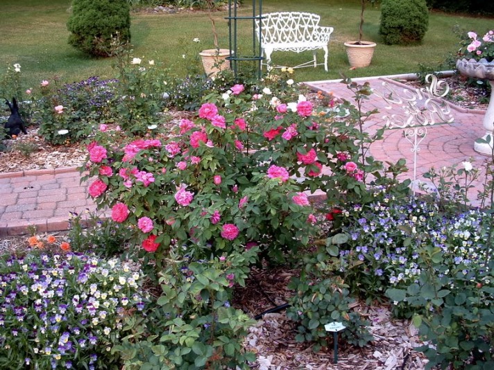 [Foto de planta, jardin, jardineria]