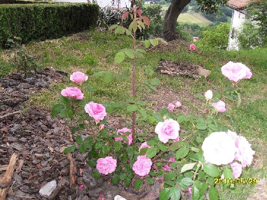 [Foto de planta, jardin, jardineria]