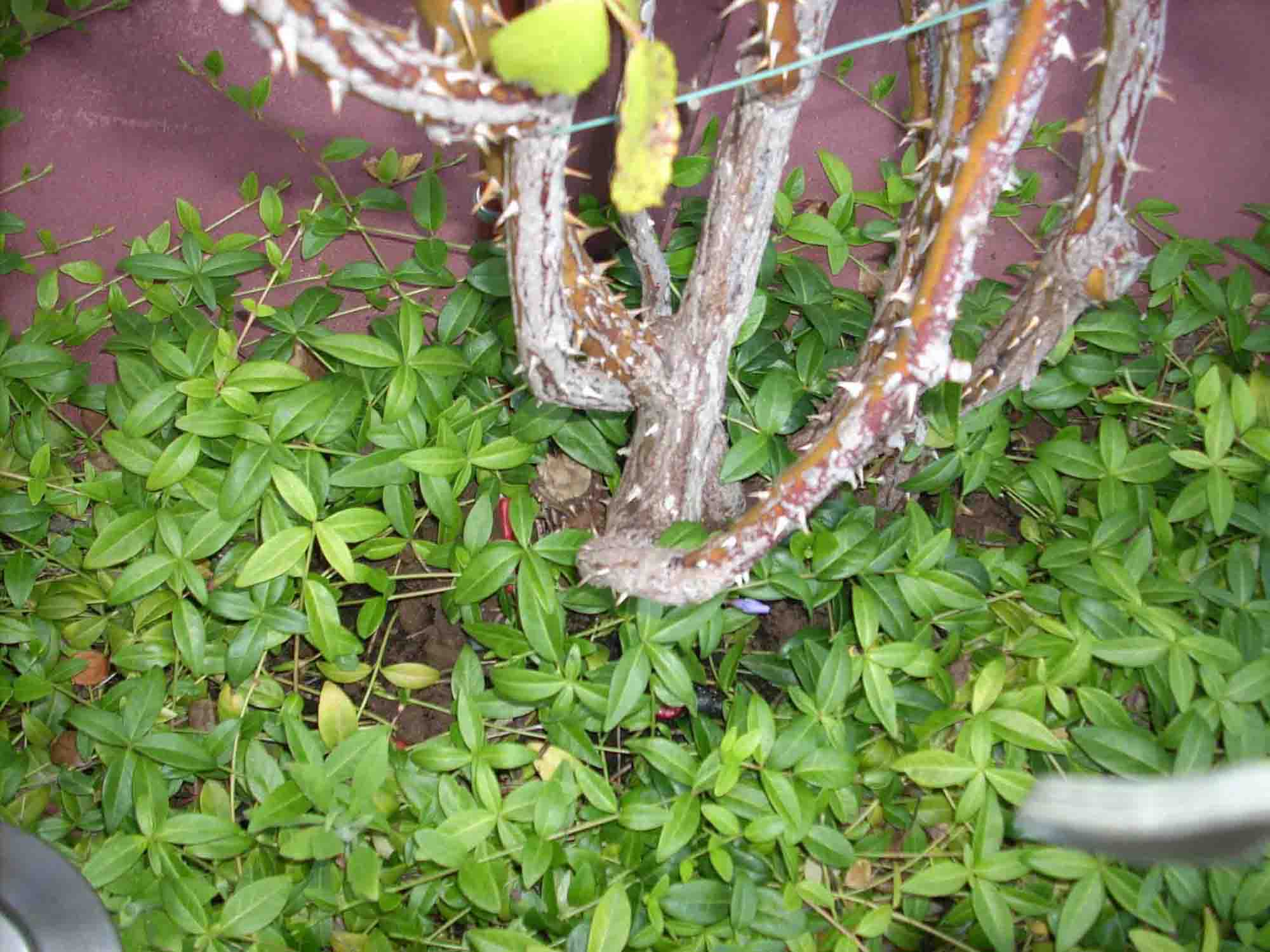 [Foto de planta, jardin, jardineria]