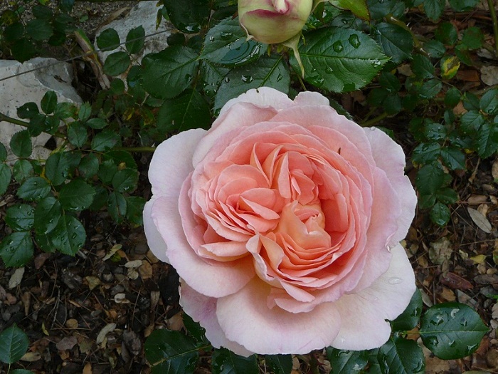 [Foto de planta, jardin, jardineria]