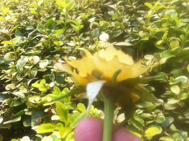 [Foto de planta, jardin, jardineria]