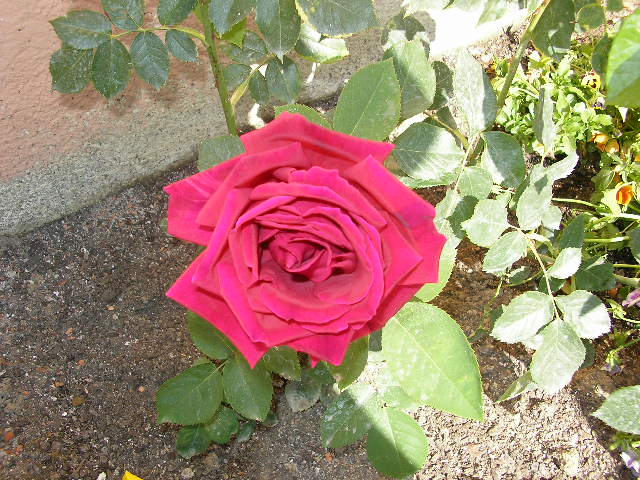 [Foto de planta, jardin, jardineria]