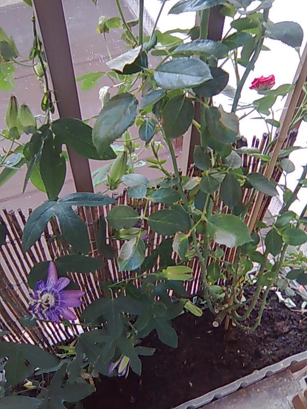 [Foto de planta, jardin, jardineria]