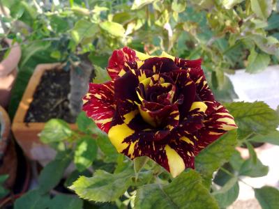 [Foto de planta, jardin, jardineria]