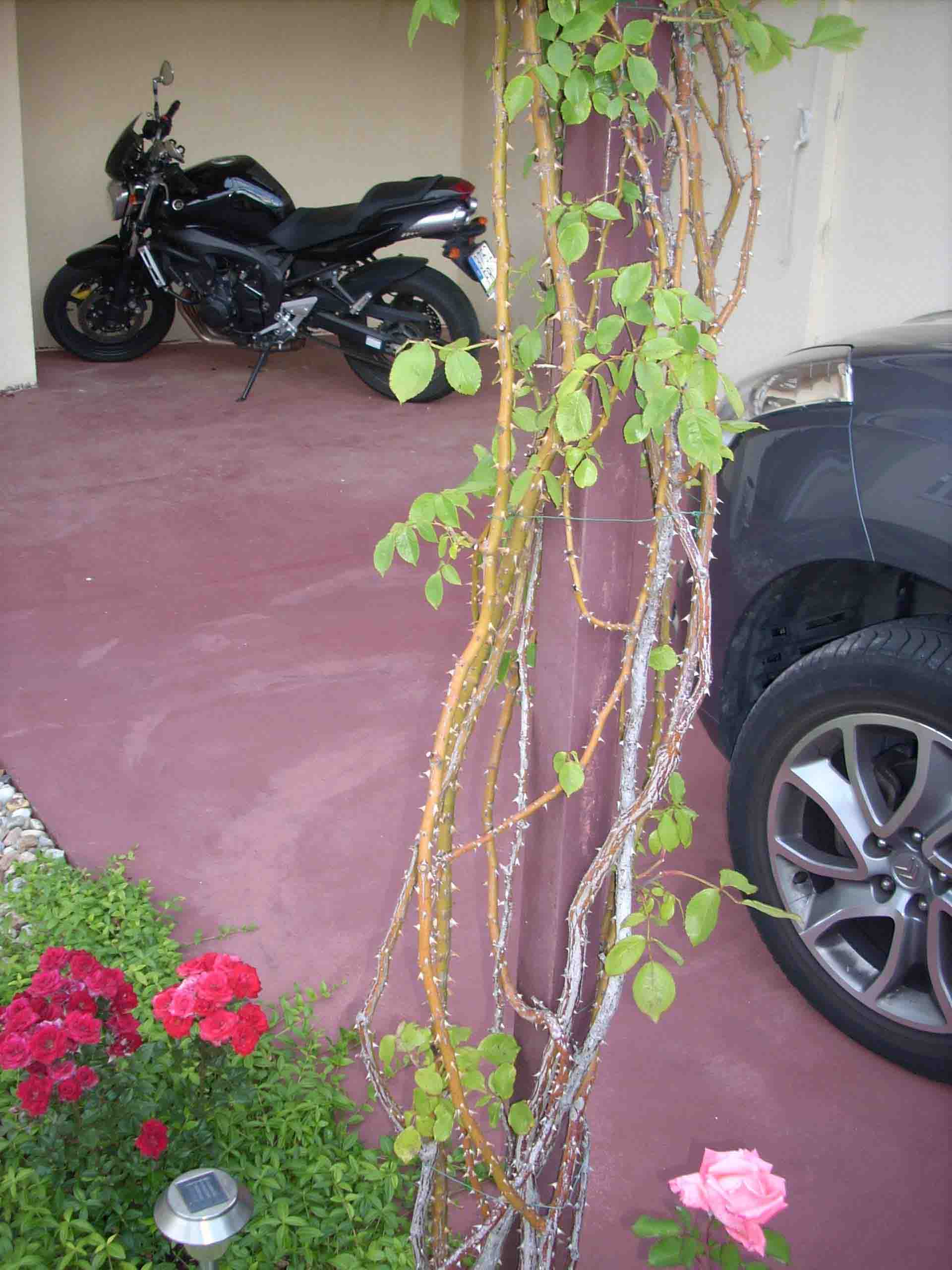 [Foto de planta, jardin, jardineria]