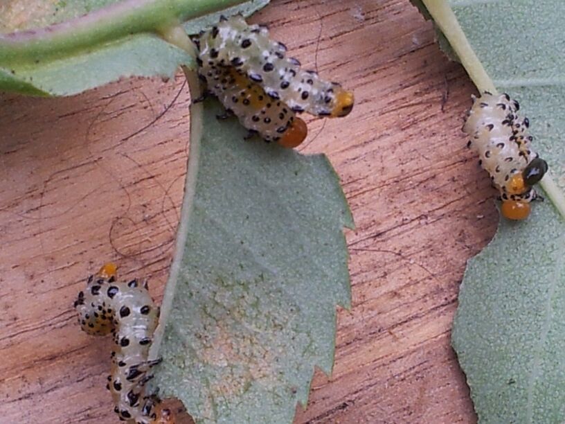 [Foto de planta, jardin, jardineria]