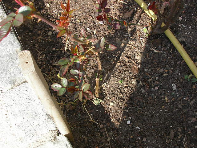 [Foto de planta, jardin, jardineria]