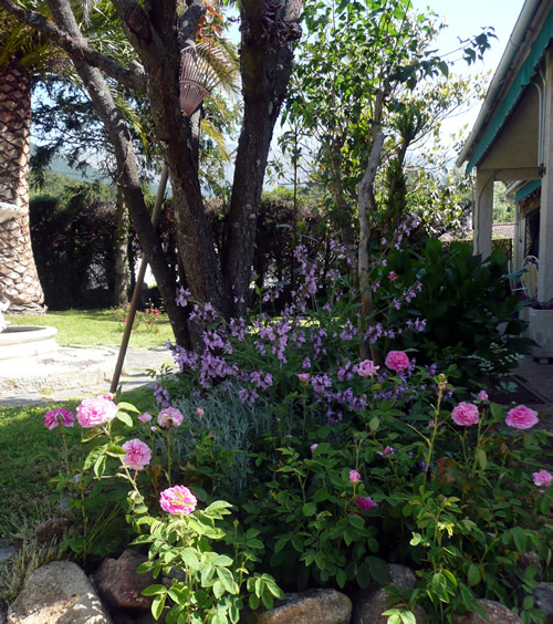 [Foto de planta, jardin, jardineria]