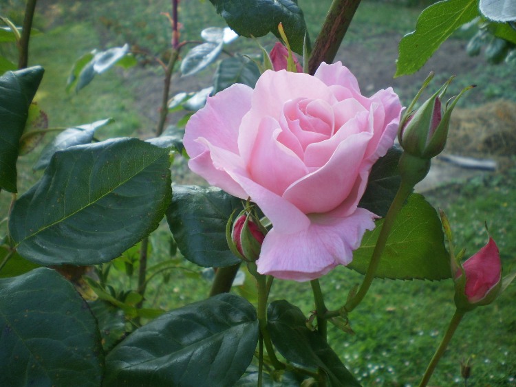 [Foto de planta, jardin, jardineria]