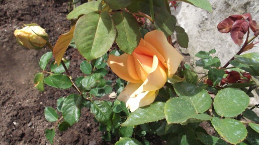 [Foto de planta, jardin, jardineria]