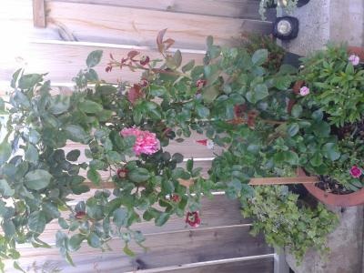 [Foto de planta, jardin, jardineria]