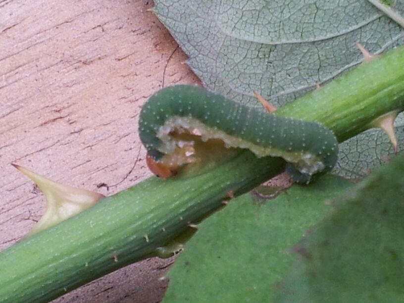 [Foto de planta, jardin, jardineria]