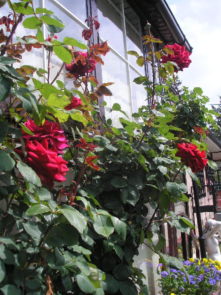 [Foto de planta, jardin, jardineria]