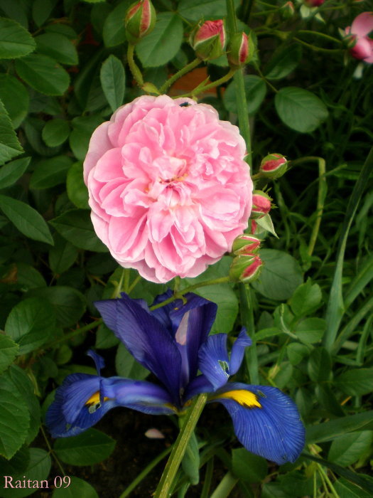 [Foto de planta, jardin, jardineria]