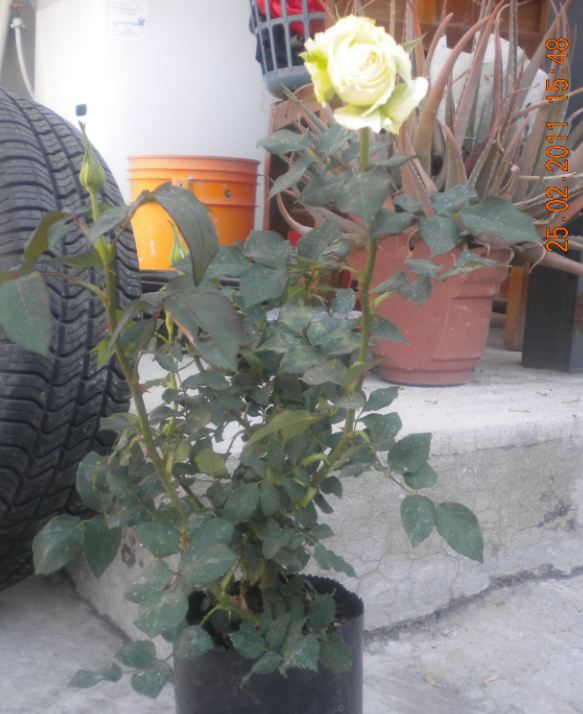 [Foto de planta, jardin, jardineria]