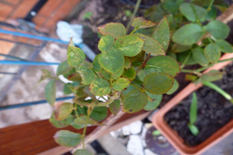 [Foto de planta, jardin, jardineria]