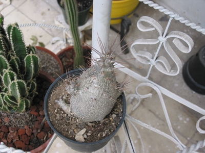 [Foto de planta, jardin, jardineria]