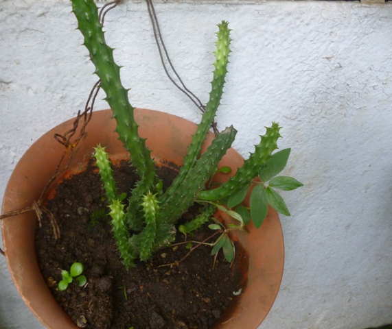 [Foto de planta, jardin, jardineria]