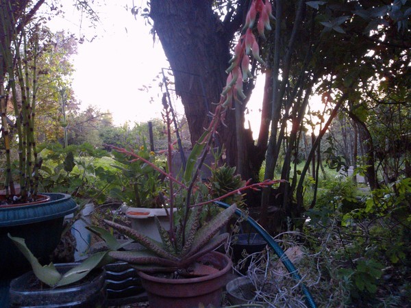 [Foto de planta, jardin, jardineria]
