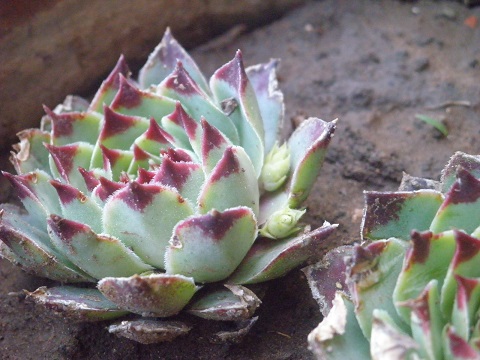 [Foto de planta, jardin, jardineria]