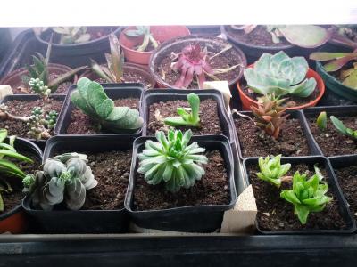 [Foto de planta, jardin, jardineria]