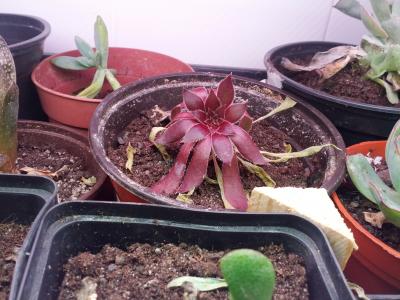 [Foto de planta, jardin, jardineria]