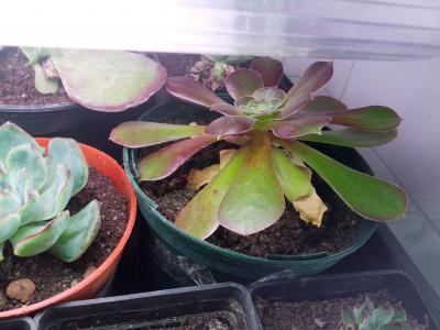 [Foto de planta, jardin, jardineria]