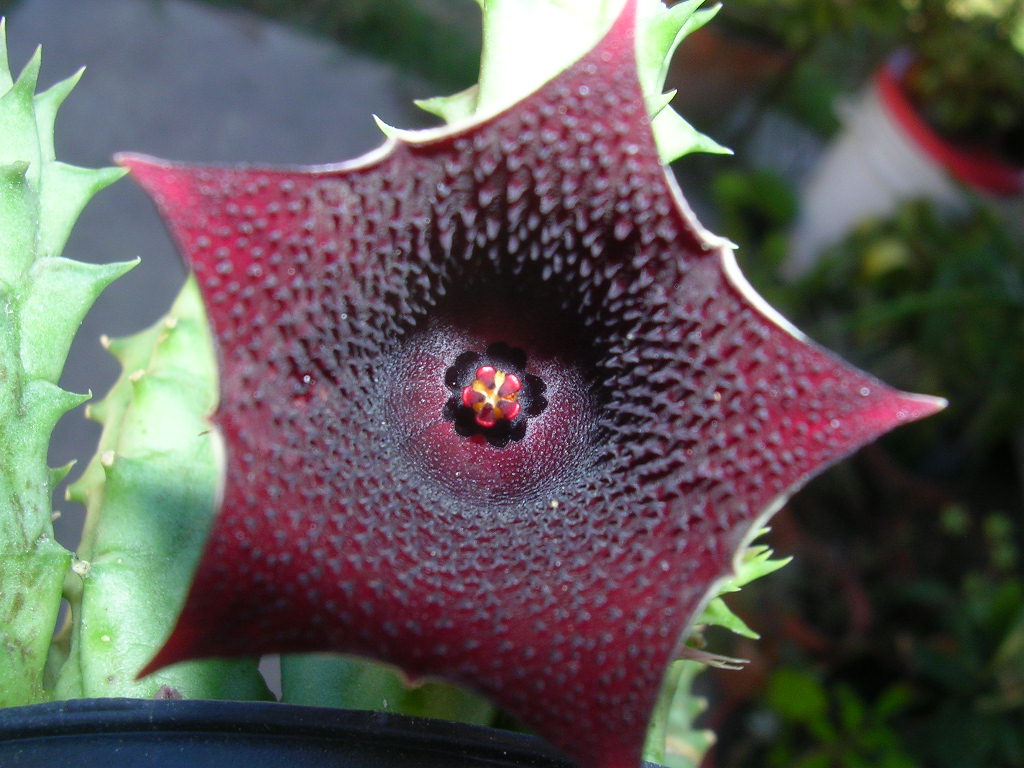 [Foto de planta, jardin, jardineria]