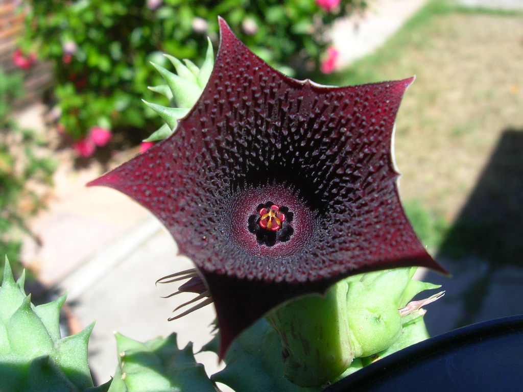 [Foto de planta, jardin, jardineria]
