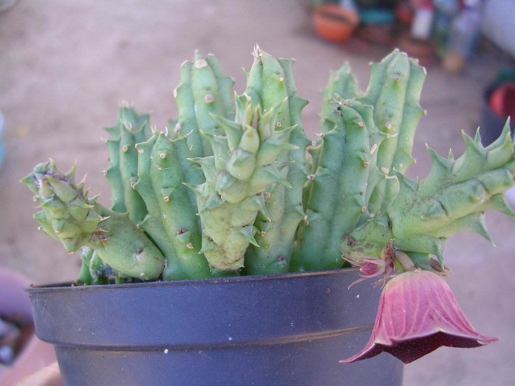 [Foto de planta, jardin, jardineria]