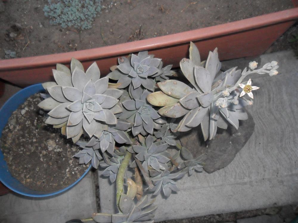 [Foto de planta, jardin, jardineria]