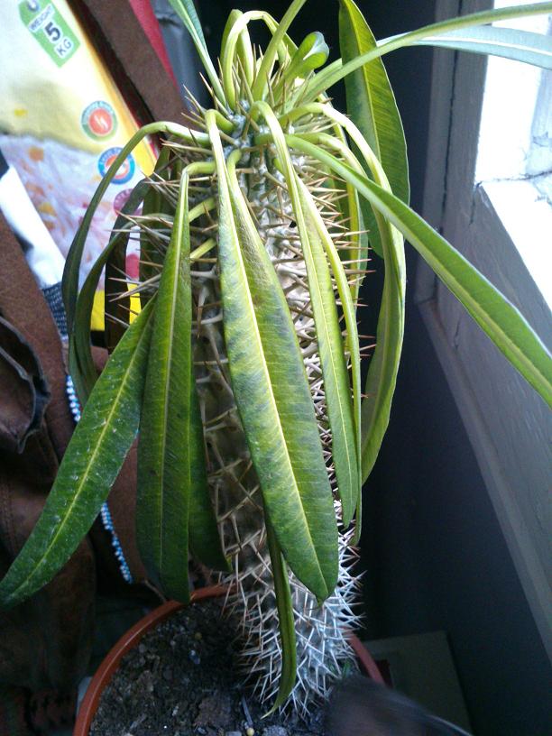 [Foto de planta, jardin, jardineria]