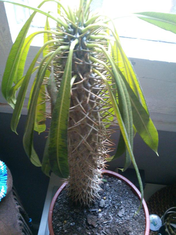 [Foto de planta, jardin, jardineria]