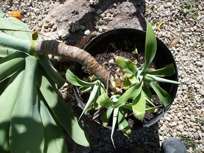 [Foto de planta, jardin, jardineria]