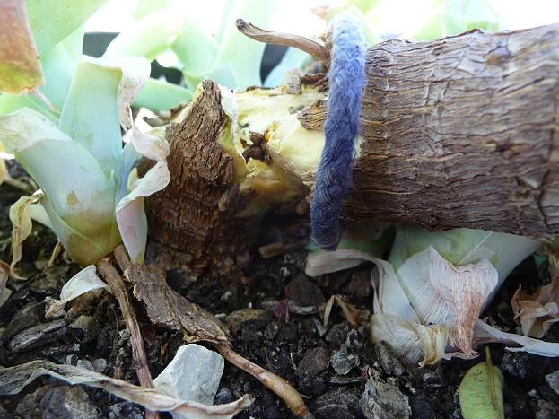 [Foto de planta, jardin, jardineria]